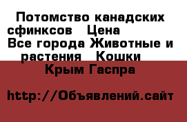 Потомство канадских сфинксов › Цена ­ 15 000 - Все города Животные и растения » Кошки   . Крым,Гаспра